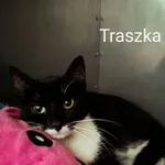 KOTKA PRZYWIEZIONA PRZEZ ZNALAZCĘ 11-06-2025