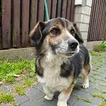 pies, mix, tricolor,  6 lat, brak chipa Miejsce znalezienia: ul. Narutowicza Znaleziono dnia: 2025-06-12