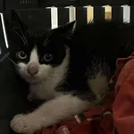 Kocurek poz. 25/278/K