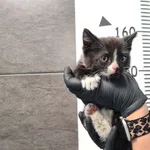 Przyjęty: 2025-06-12 Gmina: Andrychów Płeć: Kotka Opis: europejska, czarno-białe