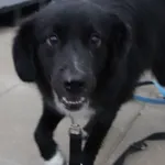 Znaleziono psa, Gdańsk, 10 czerwca 2025