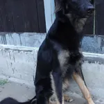 PIES PRZYWIEZIONY Z INTERWENCJI 13-06-2025