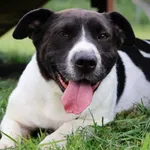 Pies do adopcji, Grudziądz, 12 marca 2021