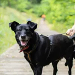 Znaleziono psa, Sosnowiec, 11 czerwca 2025