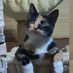 Zaginął kot, Oświęcim, 14 czerwca 2025