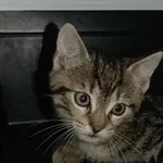 Znaleziono kota, Toruń, 13 czerwca 2025