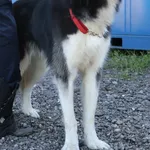 Znaleziono psa, Łódź, 15 czerwca 2025