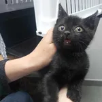 Znaleziono kota, Toruń, 14 czerwca 2025