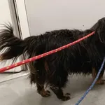 Znaleziono psa, Toruń, 13 czerwca 2025