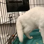 Znaleziono kota, Toruń, 13 czerwca 2025