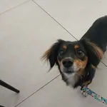 Zaginął pies, Łódź, 15 czerwca 2025