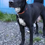 Znaleziono psa, Łódź, 15 czerwca 2025