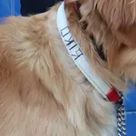 Znaleziono psa, Łódź, 15 czerwca 2025