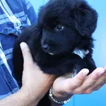 Znaleziono psa, Łódź, 15 czerwca 2025