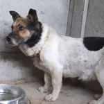 Majtek to pies przywieziony w dniu 23.05.2025r z terenu gm. Siedlce, niski, ostrożny do obcych,