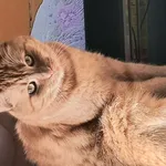 Zaginął kot, Łódź, 15 czerwca 2025