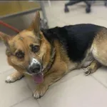 Znaleziono psa, Grudziądz, 13 czerwca 2025