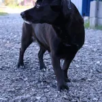 Znaleziono psa, Łódź, 15 czerwca 2025