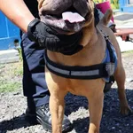 Znaleziono psa, Łódź, 14 czerwca 2025