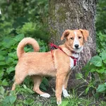 Pies do adopcji, Rytlów, 16 czerwca 2025