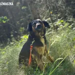 Pies do adopcji, Rytlów, 16 czerwca 2025