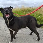 Pies do adopcji, Ropczyce, 16 czerwca 2025