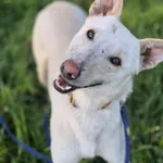 Oddam psa, Piotrków Trybunalski, 16 czerwca 2025