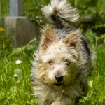 Pies do adopcji, Sopot, 16 czerwca 2025