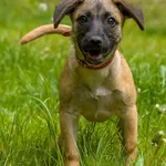 Pies do adopcji, Sopot, 16 czerwca 2025