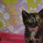 Kot do adopcji, Chełmek, 12 maja 2025