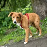 Pies do adopcji, Rytlów, 16 czerwca 2025