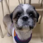 Znaleziono psa, Gdańsk, 16 czerwca 2025