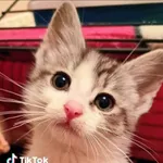 Kot do adopcji, Radom, 16 czerwca 2025