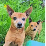 Zaginął pies, Wargowo, 17 czerwca 2025