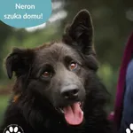 Pies do adopcji, Dąbrówka, 17 czerwca 2025