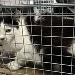 Kocurek poz. 25/298/K