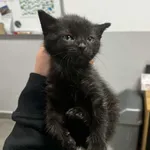 Kocurek poz. 25/295/K