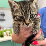 Znaleziono kota, Dobra, 18 czerwca 2025