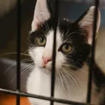 Znaleziono kota, Sosnowiec, 17 czerwca 2025