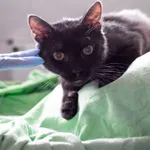 Znaleziono kota, Sosnowiec, 13 czerwca 2025