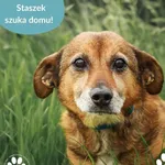 Pies do adopcji, Dąbrówka, 18 czerwca 2025