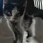 Znaleziono kota, Toruń, 15 czerwca 2025