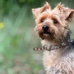 Pies do adopcji, Piła, 31 maja 2025