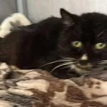 Znaleziono kota, Toruń, 15 czerwca 2025