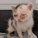 Kocurek poz. 25/293/K