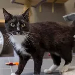 Kot do adopcji, Sopot, 17 czerwca 2025