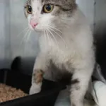 KOT INTERWENCJA 16 06.2025