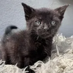 Kot do adopcji, Włocławek, 17 czerwca 2025