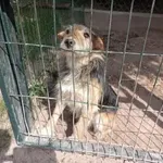 Szuka Właściciela Lub Nowego Domu!!! W miejscowości Kuligów znaleziono błąkającego się psa.