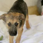 Znaleziono psa, Wałbrzych, 14 czerwca 2025